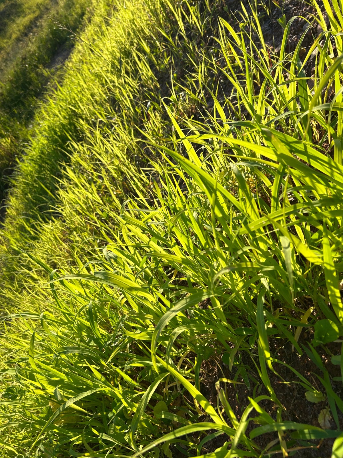 Cobertura verde em formação no terreno